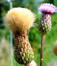 Cirsium Vulgare